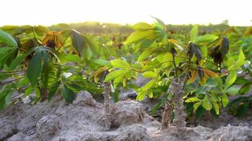 petit arbre de manioc sur le sol dans un champ de manioc rétro-éclairé par le soleil jaune doré. video