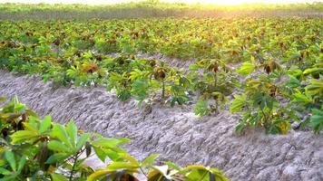 kleiner Cassava-Baum auf dem Boden auf einem Cassava-Feld, das von der goldgelben Sonne hinterleuchtet wird. video