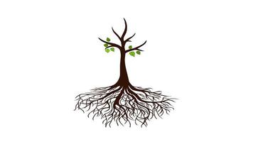 4K Tree growing animation, animated tree growth on white background video