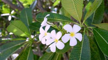 il bellezza di bianca frangipani fiori su il albero ondeggiante nel il vento. video