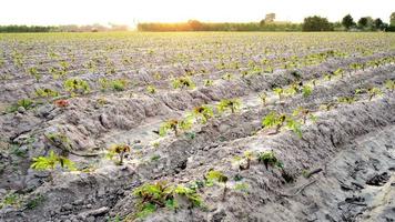 pequeño árbol de yuca en el suelo en un campo de yuca iluminado por el sol amarillo dorado. video