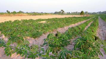 The cassava tree in the cassava field is growing in the early stages of the farmer cultivation. video