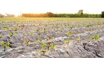 kleiner Cassava-Baum auf dem Boden auf einem Cassava-Feld, das von der goldgelben Sonne hinterleuchtet wird. video