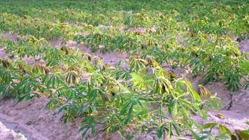 el árbol de yuca en el campo de yuca está creciendo en las primeras etapas del cultivo del agricultor. video