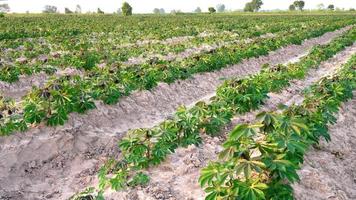 el árbol de yuca en el campo de yuca está creciendo en las primeras etapas del cultivo del agricultor. video