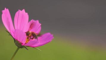 Close up of colorful garden flowers with bee insects coming to flower pollen , slow motion video