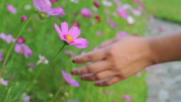 vicino su di colorato giardino fiori con ape insetti In arrivo per fiore polline , lento movimento video