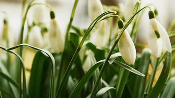 les primevères se balancent dans le vent, fond de printemps video