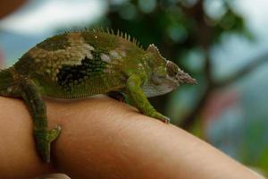 Cute and funny chameleon on female hand photo