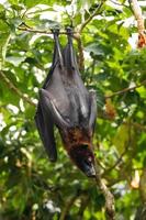 lindo zorro volador colgando del árbol foto