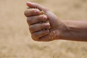 Harvest of ripe rice grains in female hand photo