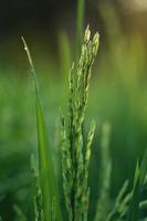 plantas jóvenes de arroz verde en el campo foto