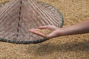 Harvest of ripe rice grains in female hand photo