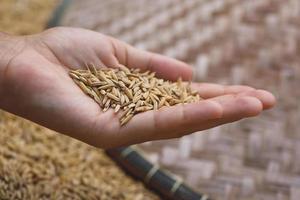 Harvest of ripe rice grains in female hand photo