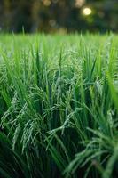 Young green rice plants in the field photo