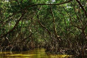 River in the forest with a mangrove trees photo