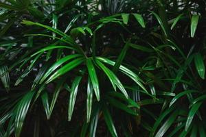 Background of the green tropical leaves outside photo