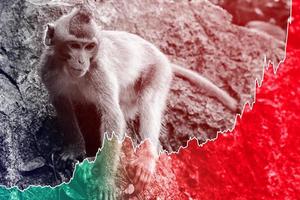 Monkey and rising diagram of monkeypox virus cases during the outbreak photo