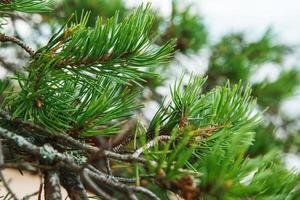 Closeup shot of pine branch with green conifer needles. photo