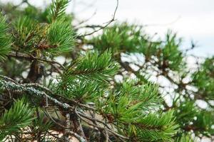 Closeup shot of pine branch with green conifer needles. photo