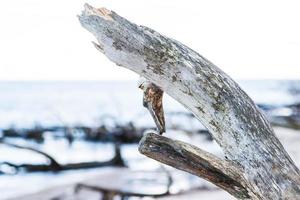 Closeup of broken driftwood branch on sandy sea shore. photo