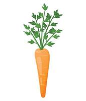 Vector image of carrots with high green tops. Fresh healthy vegetable from the garden or farm. Design element on the theme of food.