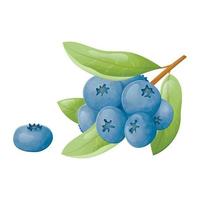 Vector isolated illustration of a branch or twig with a bunch of forest blueberries with leaves. Natural healthy wild forest berries.