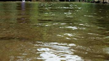 vista panoramica del paesaggio naturale tropicale tranquillo, flusso d'acqua che scorre nel parco della foresta pluviale sempreverde, fiume d'acqua dolce con fogliame di alberi, bellissimo ambiente esterno, turismo d'avventura asiatico. video