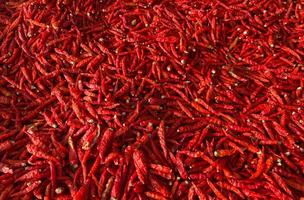 Close up Picture of Red Thai Dry Bird eye Chilli photo