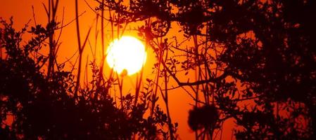 puesta de sol roja a través de la silueta de las ramas y hojas de un árbol foto