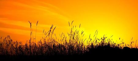 puesta de sol amarilla y naranja con mazorcas de maíz en primer plano. hermosa puesta de sol naranja con silueta de trigo. foto