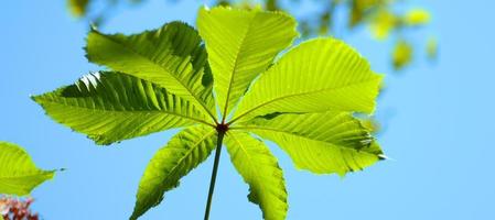 Green leaf of horse chestnut towards the blue sky. Horse chestnut leaf. Aesculus hippocastanum photo