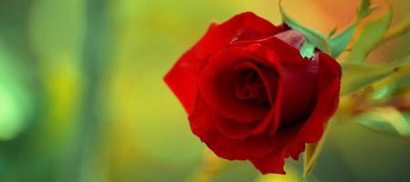 Close up of a beautiful red rose on nature blur background Valentine's day and love concept photo