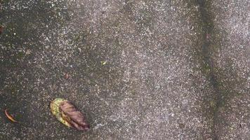 concrete street texture with dry leaves photo