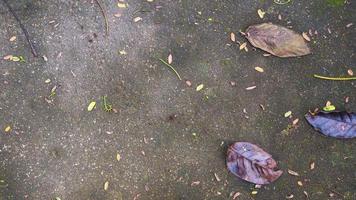 textura de calle de hormigón con hojas secas foto