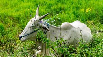 vacas relajándose en la hierba verde foto