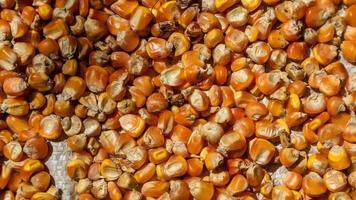 heap of corn kernels as background photo