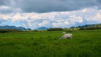 vacas comiendo en medio de la hierba verde foto