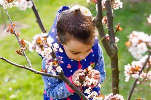 spring blooming magnolia tree flowers photo