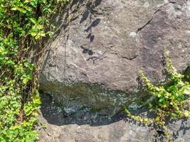 Structure of black stone.  . Solid natural material. Hillside. Plants and mosses on the stone photo