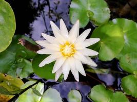 Top view of white lotus flower blooming in a pool on sun day morning. photo