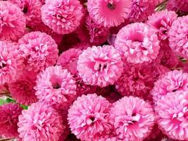 Closeup and top view fabric pink flowers fit to screen background and wallpaper. photo