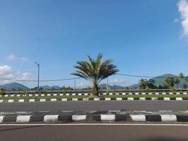 Date palms as a plant in the median of the road photo