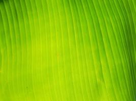 pattern of green banana leaf close up background photo