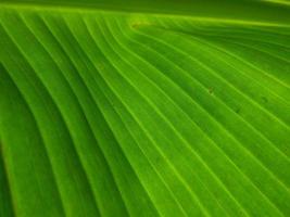 pattern of green banana leaf close up background photo