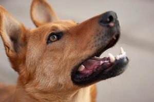 beautiful close-up portrait of a dog photo