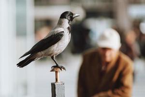 hermosa grajilla de pájaro gris sentada en un poste en un entorno urbano. foto