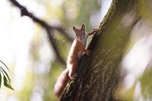 beautiful squirrel in the park on a tree