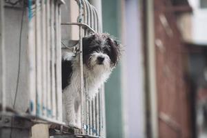 the dog looks at the owner from the window of the house. photo