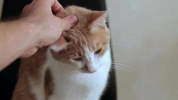 main masculine caressant le museau d'un chat domestique rouge-blanc video